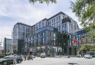 稷山枣树树苗市面价